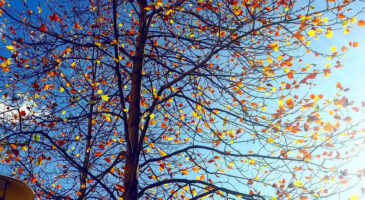 24 bonnes actions à faire au mois de décembre