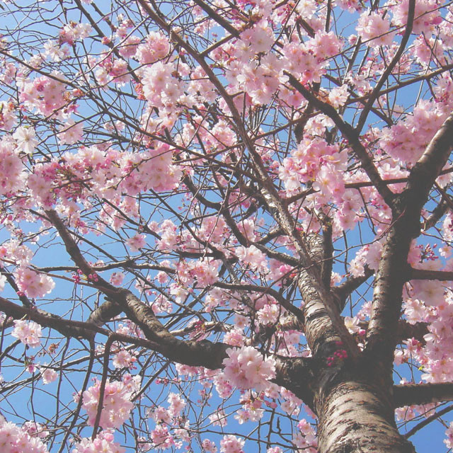5 bonnes raisons de ne pas se réjouir du retour du printemps