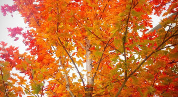 5 choses qui font qu&rsquo;en fait, l&rsquo;automne, c&rsquo;est pas si mal