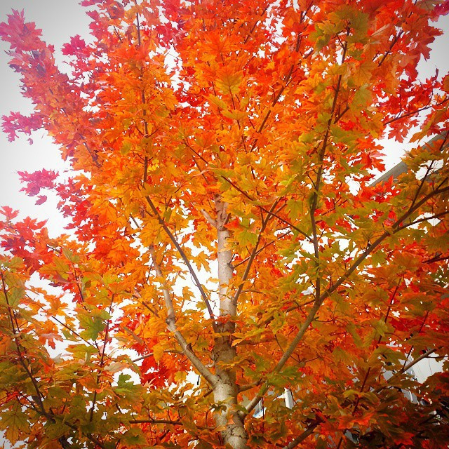 5 choses qui font qu&rsquo;en fait, l&rsquo;automne, c&rsquo;est pas si mal