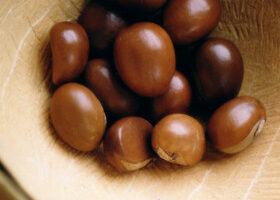 Afrique Noire : le Karité, arbre sacré