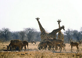 Afrique : Sauvage et civilisée à l&rsquo;extrême