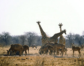 Afrique : Sauvage et civilisée à l&rsquo;extrême