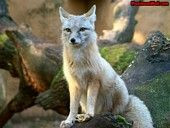 Andouillettes papilottes