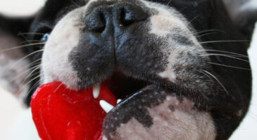 Au diable la Saint-Valentin !