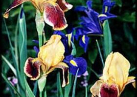 Cake carotte cannelle