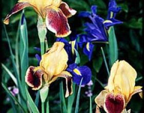 Cake carotte cannelle