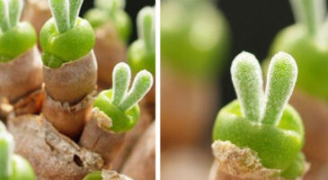 Ces adorables succulentes en forme de lapin font le buzz