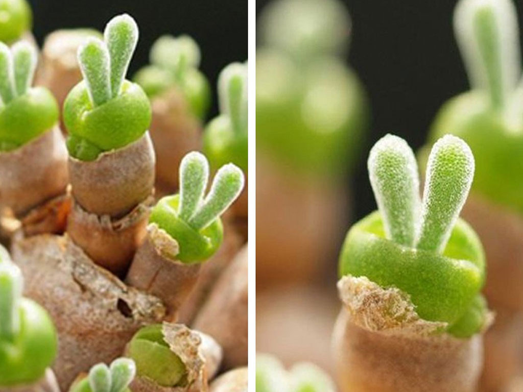 Ces adorables succulentes en forme de lapin font le buzz