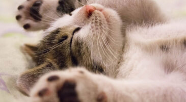 Cette clinique vétérinaire qui recrute un câlineur pour chats