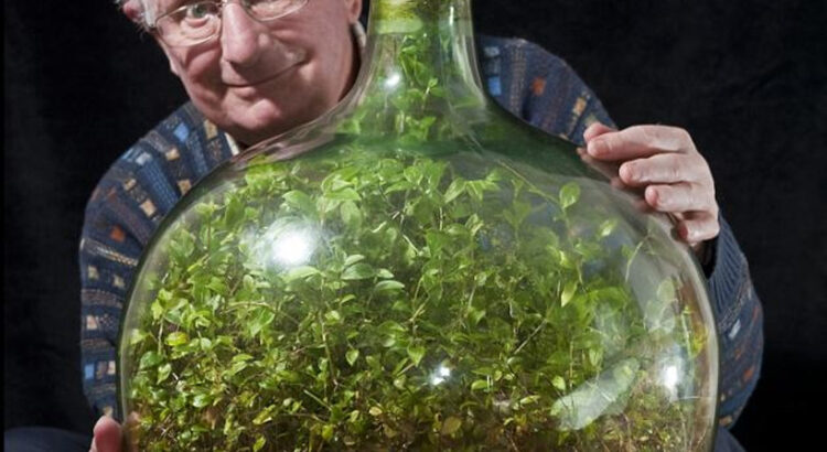 Cette plante est enfermée depuis 57 ans dans une bouteille et n&rsquo;a été arrosée qu&rsquo;une seule fois !