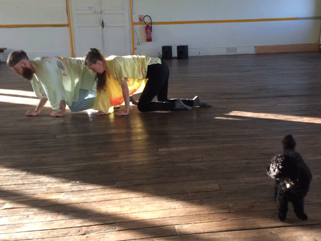 Cette troupe organise des spectacles pour animaux