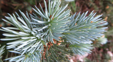 Comment recycler son sapin de Noël ?