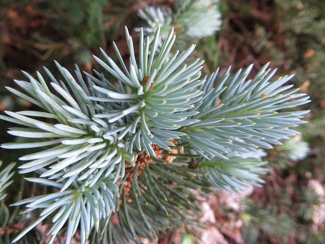 Comment recycler son sapin de Noël ?