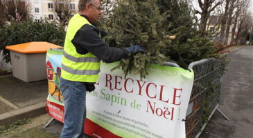 Comment recycler votre sapin de Noël ?