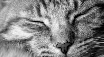 Comprendre le langage de votre chat