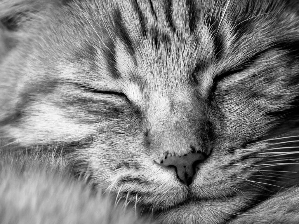 Comprendre le langage de votre chat