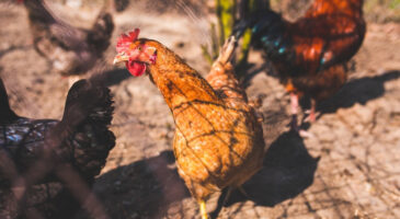 Condition animale et alimentation, serions-nous schizophrènes ?