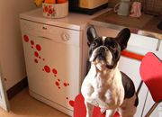 Customiser son frigo/lave-vaisselle