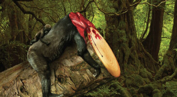 Déforestation : quand on sacrifie des arbres, on sacrifie les animaux sauvages