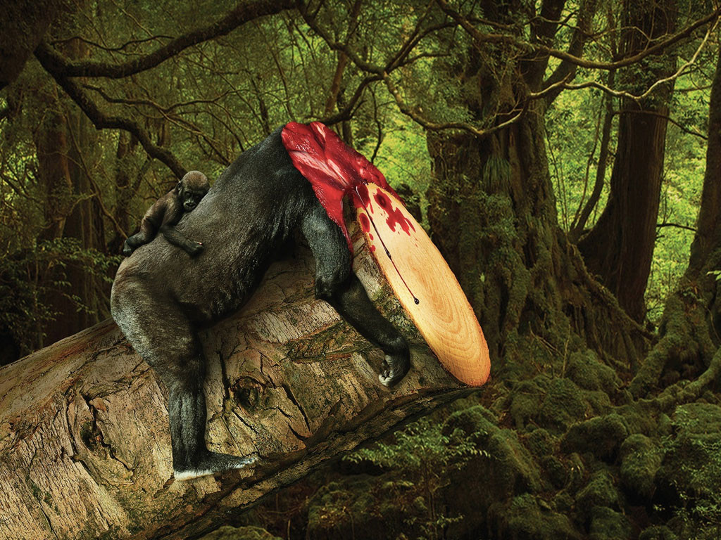 Déforestation : quand on sacrifie des arbres, on sacrifie les animaux sauvages