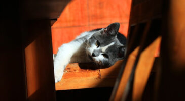 Depuis que j&rsquo;ai un chat