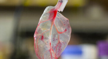 Des feuilles d’épinards transformées en tissu cardiaque humain