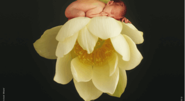 Des infusions pour apaiser les petits maux