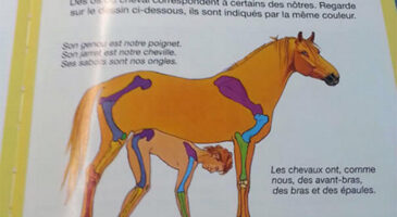 Des livres pour enfants à connotation franchement sexuelle