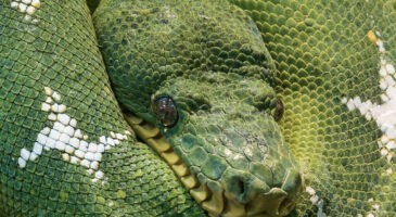 En Indonésie, le cadavre d&rsquo;un homme entier est retrouvé dans le corps d&rsquo;un python !