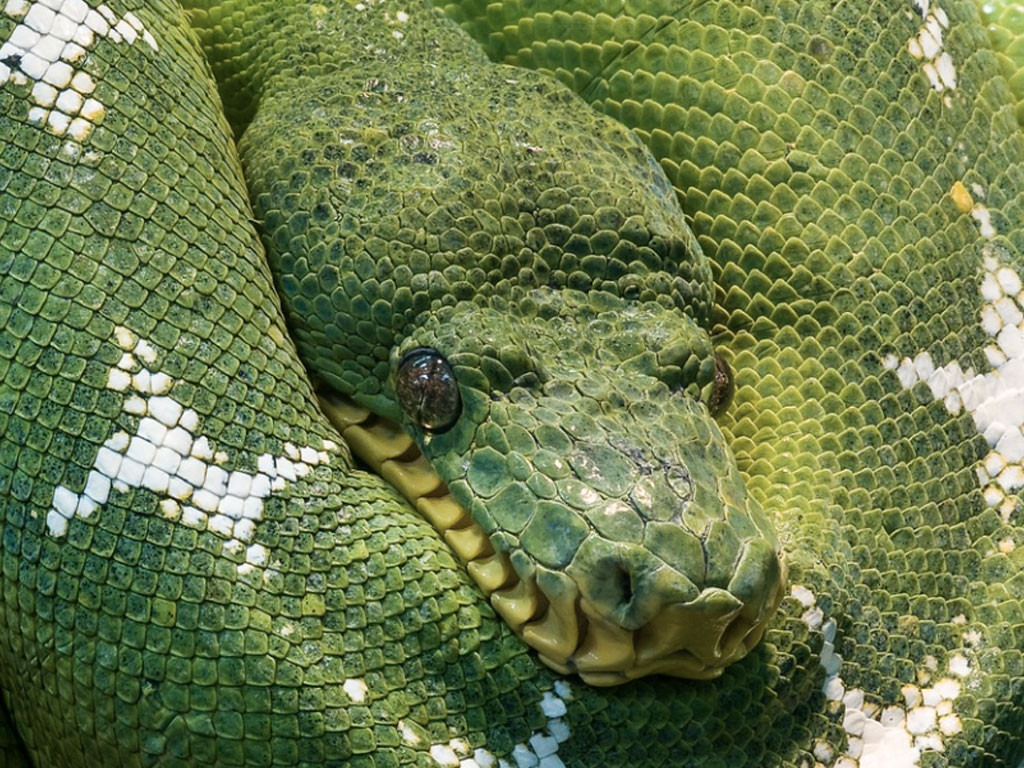 En Indonésie, le cadavre d&rsquo;un homme entier est retrouvé dans le corps d&rsquo;un python !