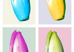 Thon au Saint-Môret dans la feuille d&rsquo;endive