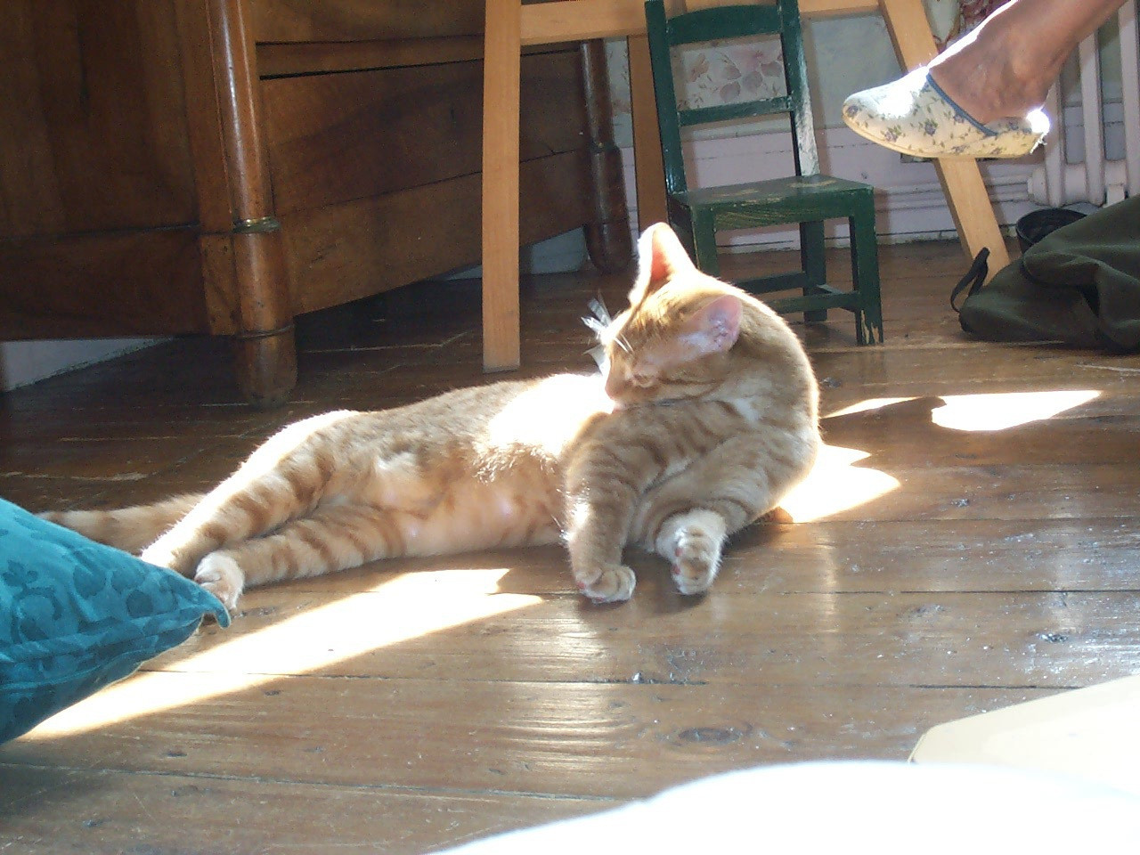 Est-ce que mon chat s&rsquo;ennuie ?