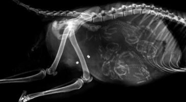 Extraordinaire ! Découvrez l’intérieur d’une grossesse chez 12 animaux !