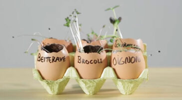 Faire des semis dans des coquilles d’œufs, rigolo et écolo !