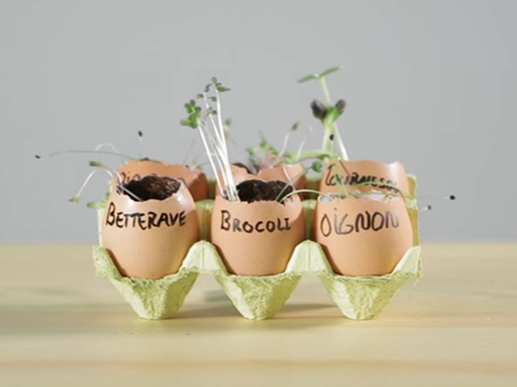 Faire des semis dans des coquilles d’œufs, rigolo et écolo !