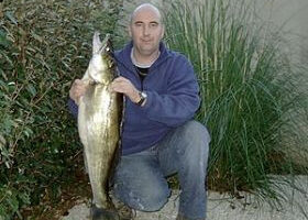 Filets de sandre à la crème