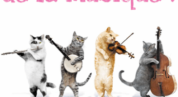 Folie des box mais laquelle choisir ?