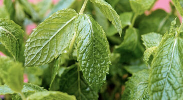 Guérir avec la menthe poivrée