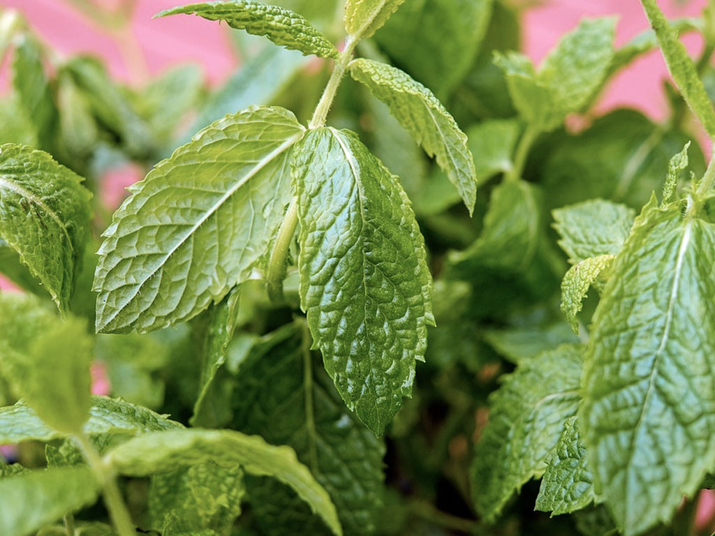 Guérir avec la menthe poivrée