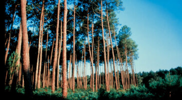 Il existe une solution naturelle pour lutter contre les symptômes des troubles menstruels !