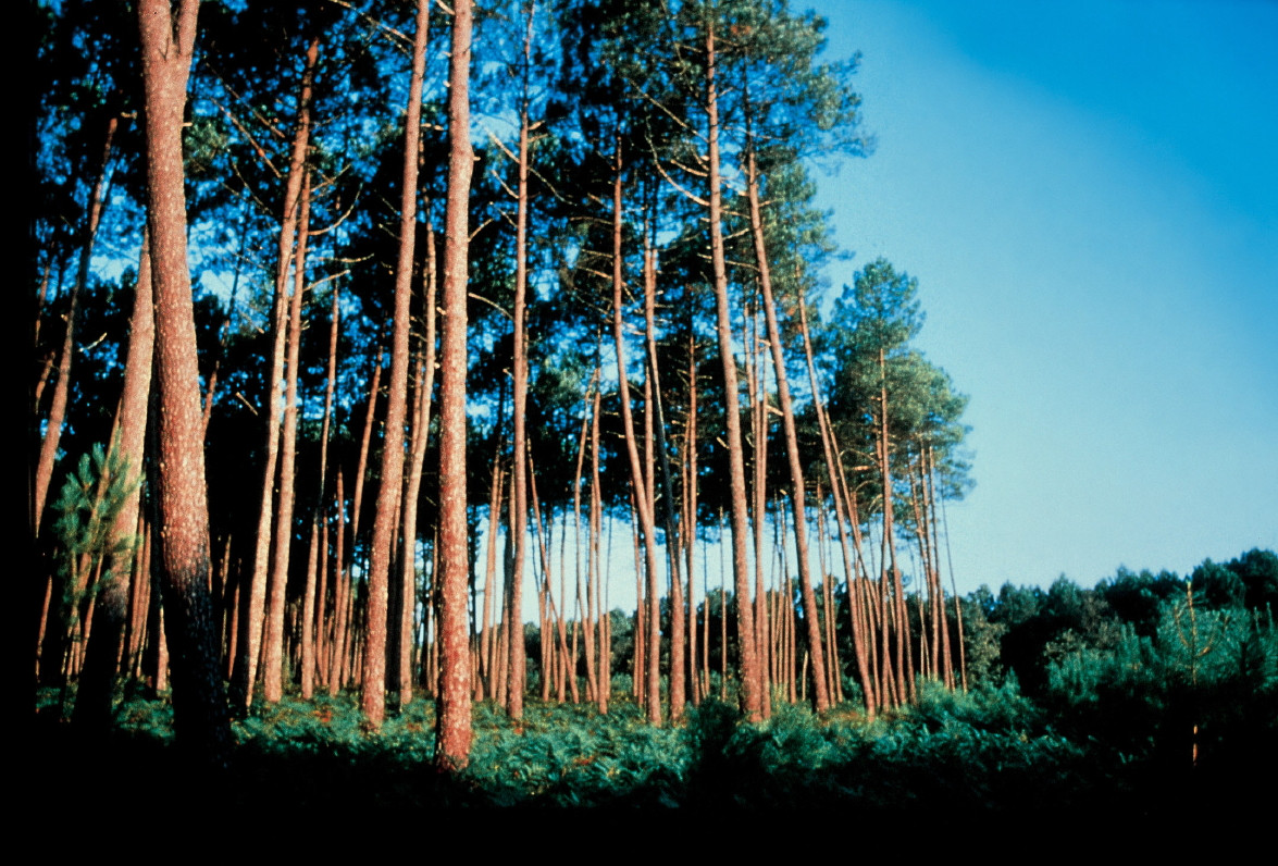 Il existe une solution naturelle pour lutter contre les symptômes des troubles menstruels !