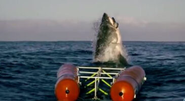 Inédit : le saut d&rsquo;un requin blanc filmé comme jamais