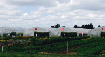 J&rsquo;ai testé la cueillette à la ferme