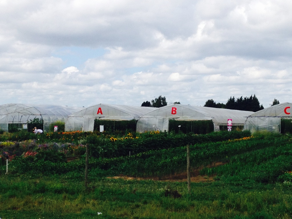 J&rsquo;ai testé la cueillette à la ferme
