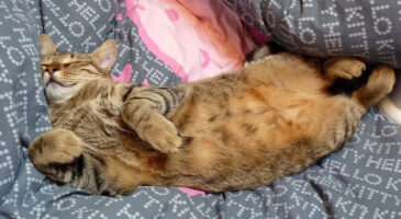 Je suis la championne de la procrastination