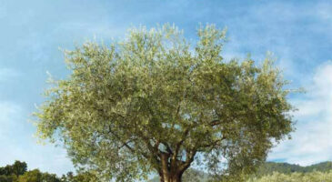 L’Occitane en Provence, mon paradis beauté