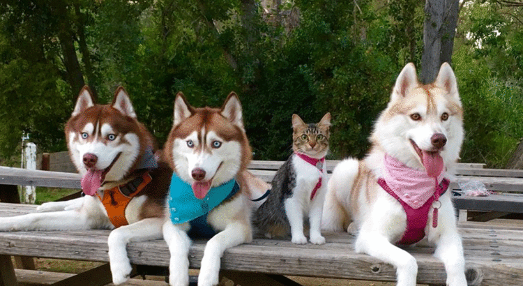 L-histoire-de-Rosie-le-chat-husky