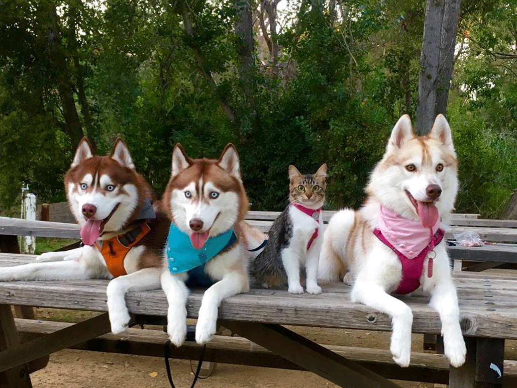 L’histoire de Rosie, le chat husky !