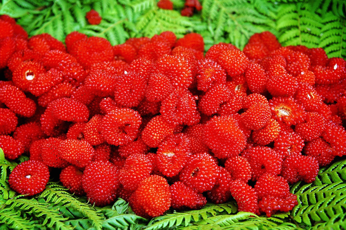 La Cétone de framboise : le nouveau produit minceur miracle ?